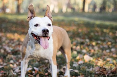 Dost canlısı köpek ve akçaağaç yaprağı, sonbahar. Halk parkında oynamak