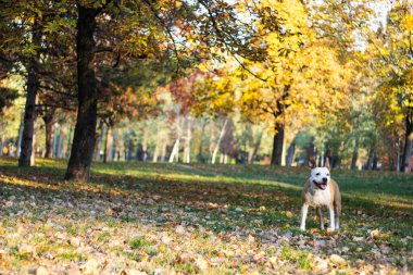 Sarı sonbahar yapraklarının altındaki köpek. Bir köpek sonbahar parkında yürür ve koklar.
