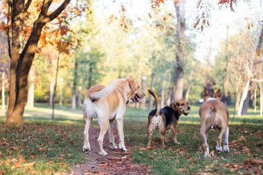 Farklı köpek türleri birlikte eğlenir. Sonbahar parkında üç dost köpek.