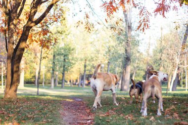 Farklı köpek türleri birlikte eğlenir. Sonbahar parkında üç dost köpek.