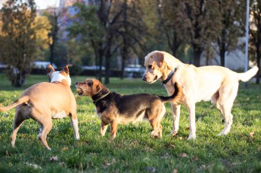 Farklı köpek türleri birlikte eğlenir. Sonbahar parkında üç dost köpek.