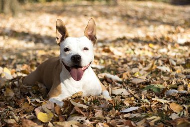 Gülümseyen köpek güneşli sonbahar gününün tadını çıkarıyor.