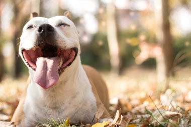 Gülümseyen köpek güneşli sonbahar gününün tadını çıkarıyor.