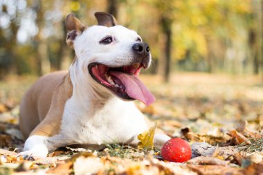 Gülümseyen köpek güneşli sonbahar gününün tadını çıkarıyor.