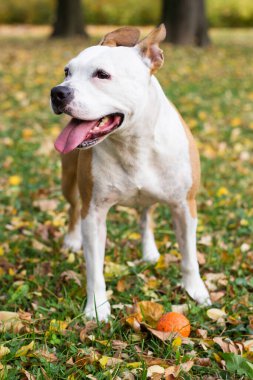 Gülümseyen köpek güneşli sonbahar gününün tadını çıkarıyor.
