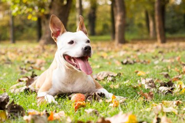Gülümseyen köpek güneşli sonbahar gününün tadını çıkarıyor.