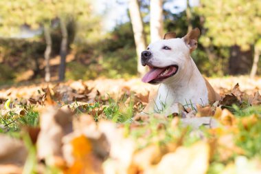 Gülümseyen köpek güneşli sonbahar gününün tadını çıkarıyor.