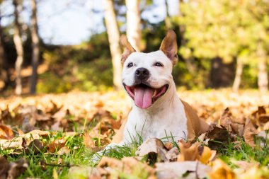 Gülümseyen köpek güneşli sonbahar gününün tadını çıkarıyor.