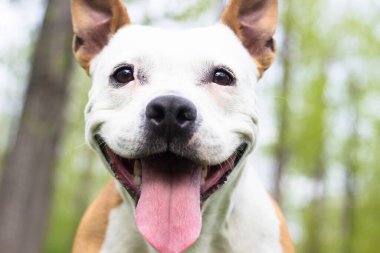 Dost canlısı köpek gülümsemesi, başka tarafa bakıyor. Halk parkında oynamak