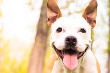 Dost canlısı köpek gülümsemesi, başka tarafa bakıyor. Halk parkında oynamak