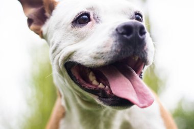 Dost canlısı köpek gülümsemesi, başka tarafa bakıyor. Halk parkında oynamak