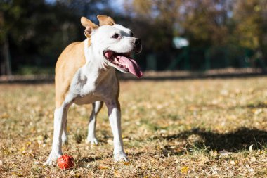 Dost canlısı köpek ve akçaağaç yaprağı, sonbahar. Halk parkında oynamak