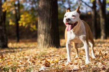 Dost canlısı köpek ve akçaağaç yaprağı, sonbahar. Halk parkında oynamak