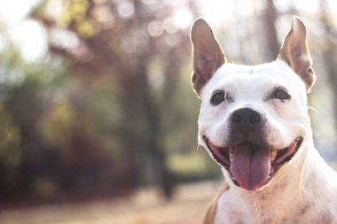 Dost canlısı köpek ve akçaağaç yaprağı, sonbahar. Halk parkında oynamak
