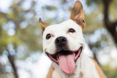 Dost canlısı köpek gülümsemesi, başka tarafa bakıyor. Halk parkında oynamak