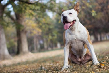 Gülümseyen köpek güneşli sonbahar gününün tadını çıkarıyor.