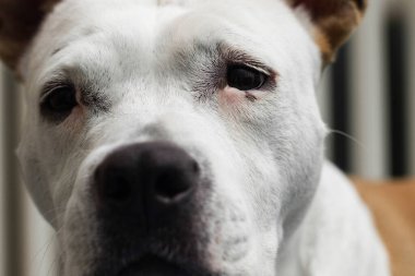 Büyük köpek aile yatağında uyuyor.