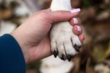 İnsan ve köpek arasında tokalaşma ve aşk
