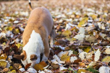 Köpek halka açık parkta bir çukur kazıyor. Oynuyor, sıkılıyor, meraklı köpek.