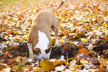 Köpek halka açık parkta bir çukur kazıyor. Oynuyor, sıkılıyor, meraklı köpek.