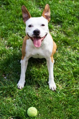 American Staffordshire teriyer köpeği kameraya bakıyor. Parkta..