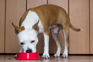 Tatlı bir köpek bir ziyafet yer. Evde.