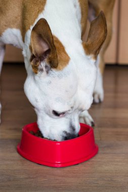 Evdeki tatlı köpek kasesinden yiyor.