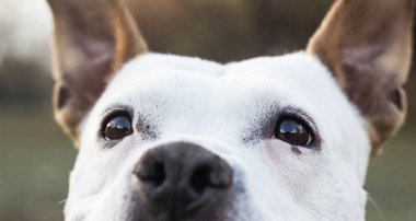 Şirin teriyer köpek portresi