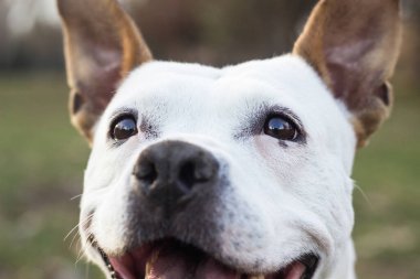 Şirin teriyer köpek portresi