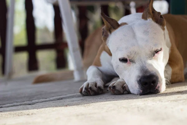 Tired dog resting outdoors. Leaning on his legs