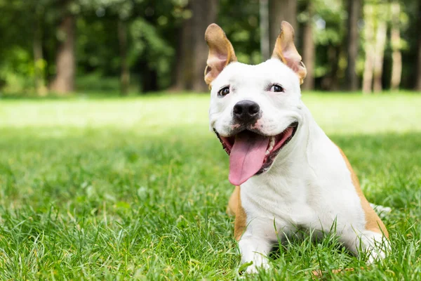 Retrato Feliz Bonito American Staffordshire Terrier — Fotografia de Stock