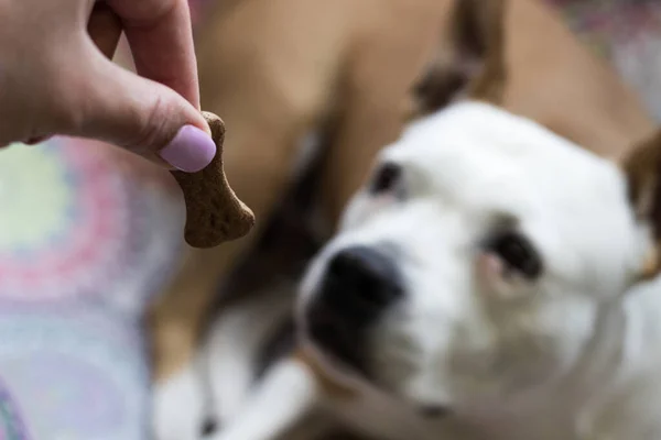 Close-up view of dog eating biscuit. Pet owner feeding his dog in the living room. Dog receiving a treat