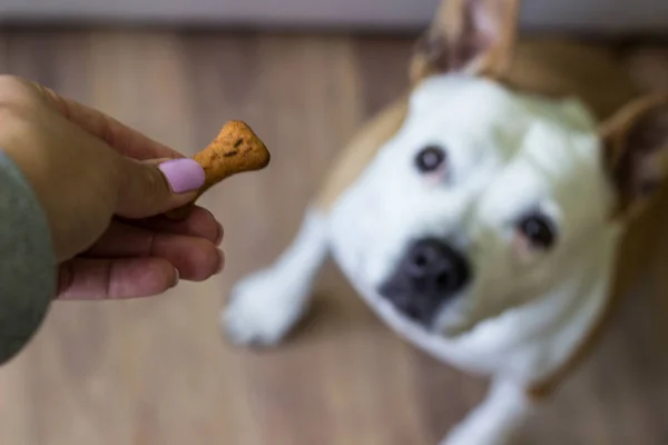 Close-up view of dog eating biscuit. Pet owner feeding his dog in the living room. Dog receiving a treat