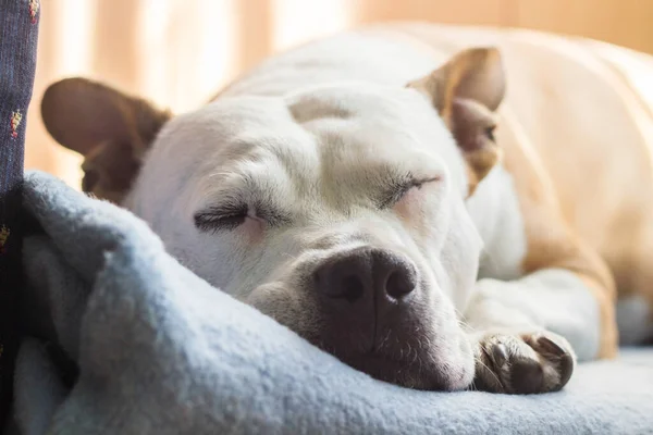 Senior Dog Asleep Family Bed — Fotografia de Stock