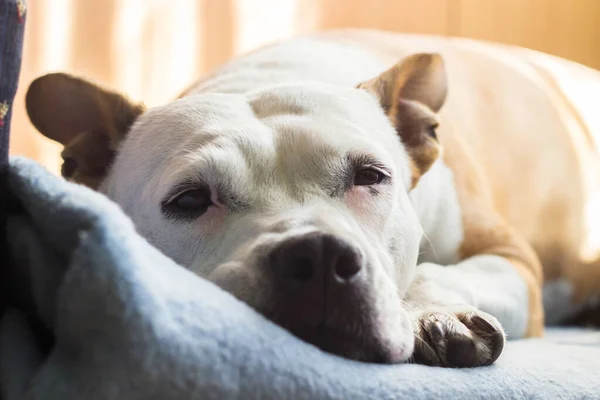 Senior Dog Asleep Family Bed — Fotografia de Stock