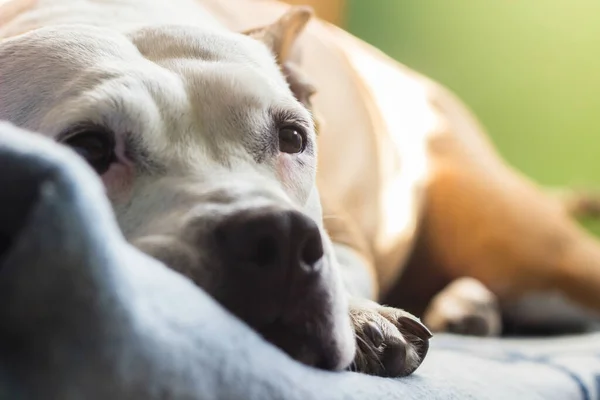 Cão Sênior Está Dormindo Cama Família — Fotografia de Stock