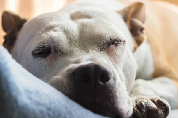 Cão Sênior Está Dormindo Cama Família — Fotografia de Stock