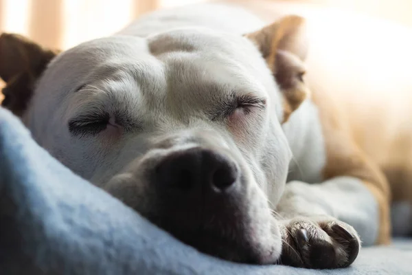 Cão Sênior Está Dormindo Cama Família — Fotografia de Stock