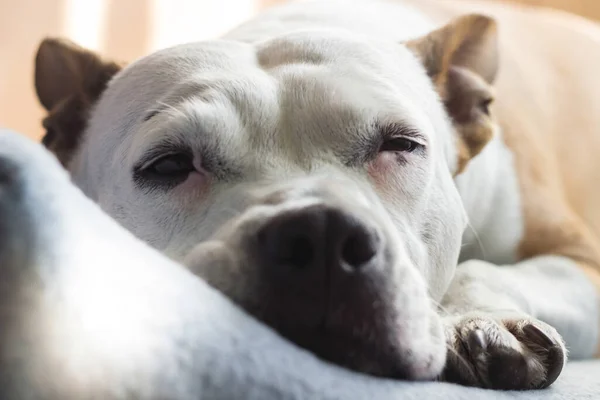 Cão Sênior Está Dormindo Cama Família — Fotografia de Stock