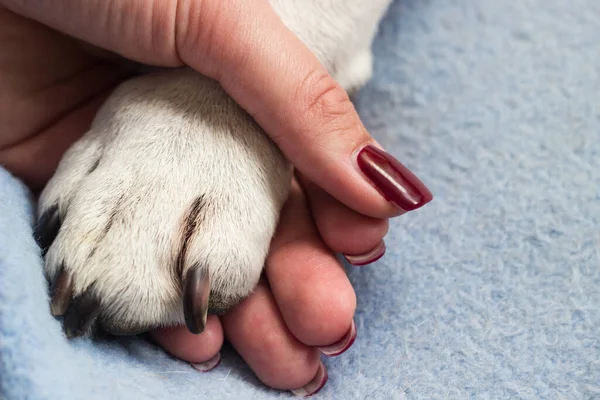 Μια Νεαρή Γυναίκα Κρατάει Πόδι Του Σκύλου Της Σκύλος Γλείφει — Φωτογραφία Αρχείου