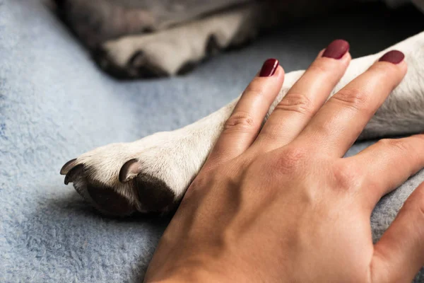 Une Jeune Femme Tient Patte Son Chien Chien Lui Lèche — Photo