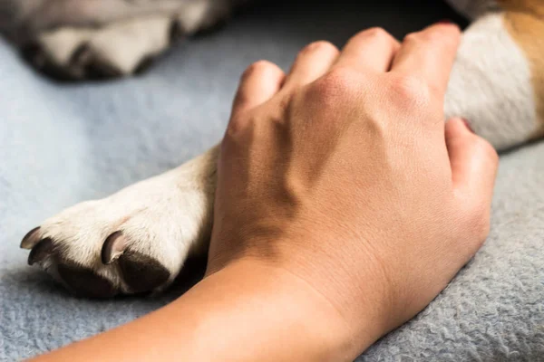 Genç Bir Kadın Köpeğinin Patisini Tutuyor Köpek Elini Yalıyor — Stok fotoğraf