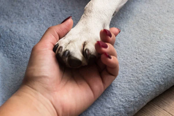 Young Woman Holds Her Dog Paw Dog Licks Her Hand — Zdjęcie stockowe