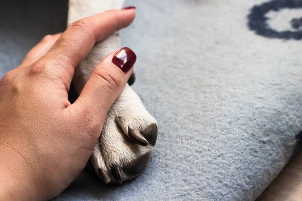 Young Woman Holds Her Dog Paw Dog Licks Her Hand — Zdjęcie stockowe