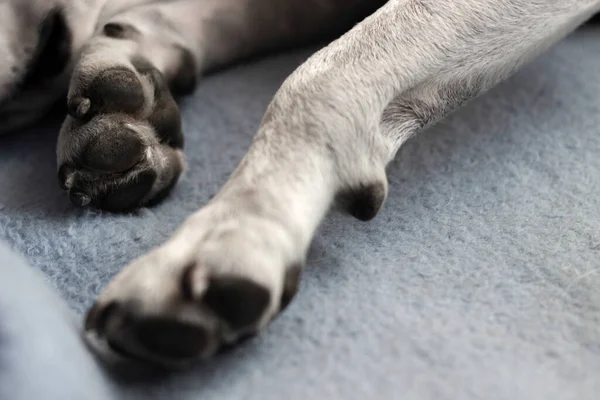 Собака Спит Кровати Собачьи Лапы — стоковое фото