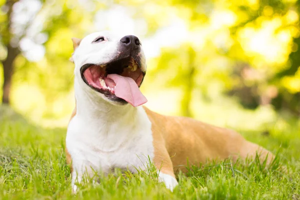 Portret Szczęśliwego Uroczego Amerykańskiego Staffordshire Terrier — Zdjęcie stockowe