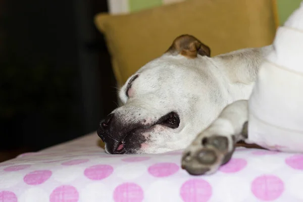 Senior dog is asleep on the family bed