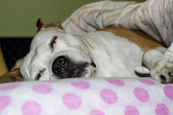 Senior dog is asleep on the family bed