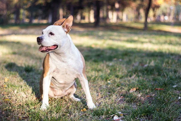 Happy Dog Απολαμβάνοντας Μια Όμορφη Μέρα Στο Δημόσιο Πάρκο — Φωτογραφία Αρχείου