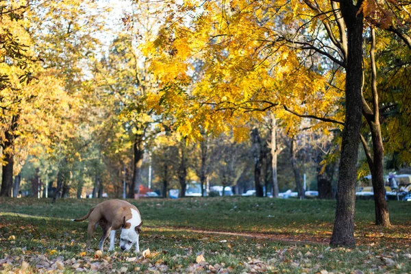 Собака Желтыми Опавшими Осенними Листьями Собака Гуляет Нюхает Осеннем Парке — стоковое фото
